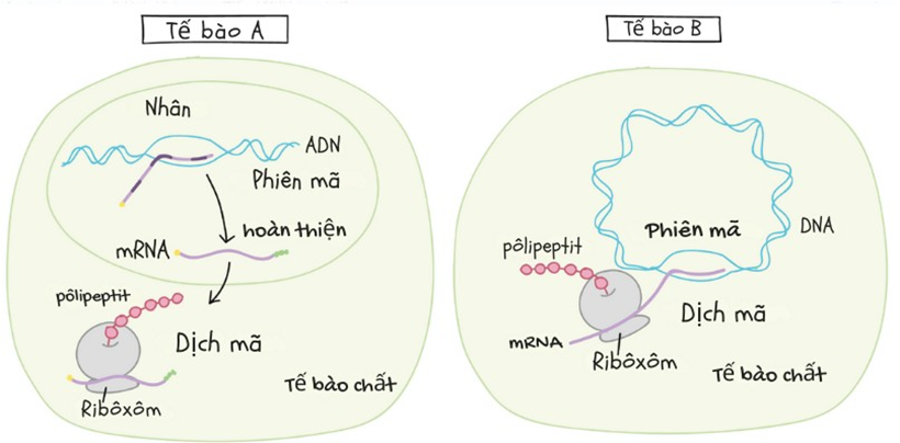 Hình dưới đây mô tả vật chất và cơ chế di truyền ở cấp độ phân tử của tế bào nhân sơ và nhân thực.  (ảnh 1)