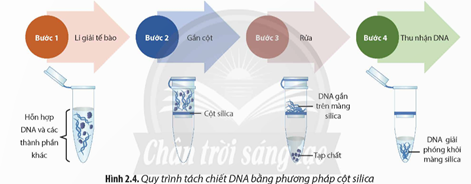 Quan sát Hình 2.4, hãy mô tả quy trình tách chiết DNA bằng phương pháp cột silica. Từ đó, hãy cho biết (ảnh 1)