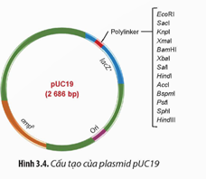 Quan sát các Hình 3.3 và 3.4, hãy chỉ ra những đặc điểm của các loại vector đảm bảo chúng có thể thực (ảnh 2)