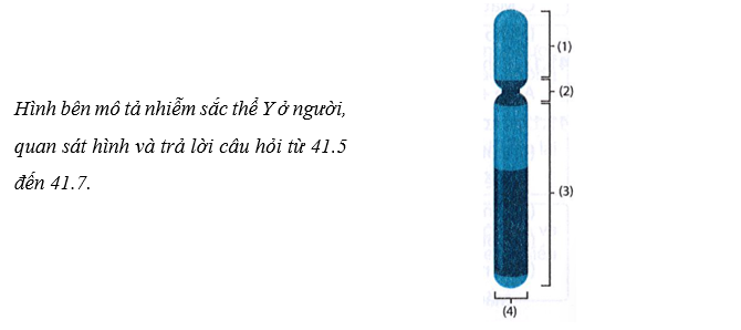 Những chú thích nào là vị trí chứa các gene trên nhiễm sắc thể?  A. (1), (2).  B. (1), (3).  C. (3), (4).  D. (1), (4). (ảnh 1)