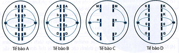 Hình dưới đây mô tả quá trình phân bào ở các tế bào A, B, C, D; các chữ cái là kí hiệu của các gene tương ứng trên nhiễm sắc thể. Quan sát hình và trả lời các câu hỏi. (ảnh 1)