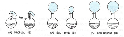 Cho hai bình như nhau, bình A chứa 0,5 lít hydrochloric acid 2M; bình B chứa 0,5 lít acetic acid 2M được bịt kín bởi hai bóng cao su như nhau. (ảnh 1)