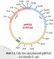 Quan sát các Hình 3.3 và 3.4, hãy chỉ ra những đặc điểm của các loại vector đảm bảo chúng có thể thực (ảnh 1)