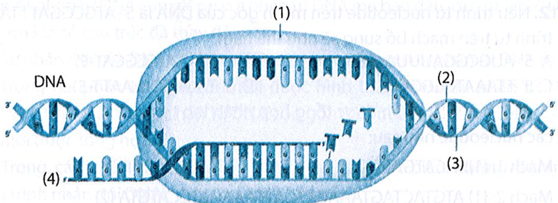 Mạch được dùng làm khuôn để tổng hợp mạch mới trong quá trình trên là  A. 5' → 3'.  B. 3' → 3'.  C. 3' → 5'.  D. 5' → 5'. (ảnh 1)