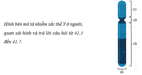 Nhiễm sắc thể trên có hình dạng gì?  A. Hình que.  B. Hình hạt.  C. Hình chữ V.  D. Hình vòng. (ảnh 1)