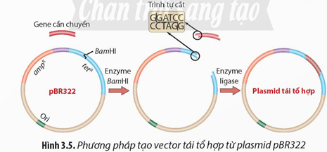 Quan sát Hình 3.5, hãy mô tả các bước tạo vector tái tổ hợp từ plasmid (ảnh 1)