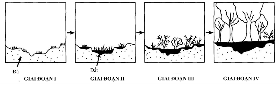 Hình bên dưới mô tả bốn giai đoạn của một quá trình diễn thế sinh thái (ảnh 1)