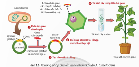 Quan sát Hình 3.6, hãy mô tả các bước tạo thực vật chuyển gene nhờ Ti plasmid. (ảnh 1)