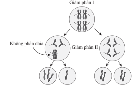 Quá trình giảm phân của một tế bào sinh hạt phấn ở một loài thực vật (2n = 16) có xảy ra đột biến. Sự phân li của hai cặp nhiễm sắc thể trong bộ nhiễm sắc thể được thể hiện trong hình dưới đây, các cặp nhiễm sắc thể còn lại diễn ra bình thường. (ảnh 1)