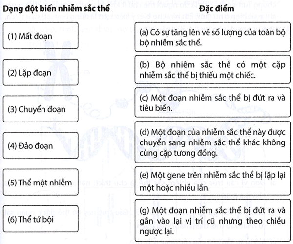 Nối tên của dạng đột biến nhiễm sắc thể với đặc điểm tương ứng. (ảnh 1)