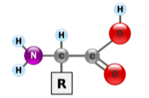 Hỗn hợp  gồm hai amino acid đều chứa một nhóm  và một nhóm  (tỉ lệ mol 3:2). Cho 17,24 gam M tác dụng hết với 110 ml dung dịch  (ảnh 1)