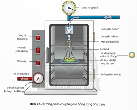 Quan sát Hình 3.7, hãy cho biết nguyên lí của phương pháp tạo thực vật chuyển gene nhờ súng (ảnh 1)