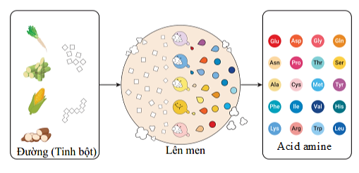 Amino acid được sản xuất thông qua quá trình lên men các thành phần có nguồn gốc thực vật: Hỗn hợp X gồm glycine, alanine, glutamic acid trong  (ảnh 1)