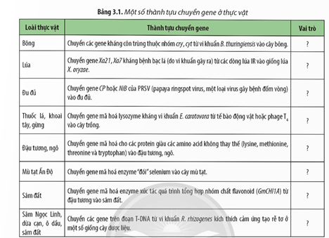 Hãy cho biết vai trò của các giống thực vật chuyển gene trong Bảng 3.1. Kể thêm một số thành tựu chuyển (ảnh 1)