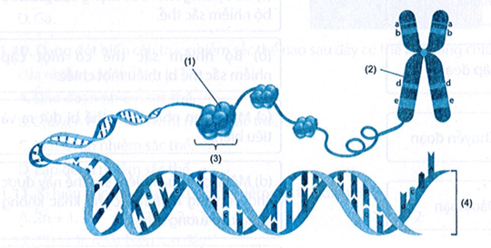 Quan sát hình sau và trả lời câu hỏi.  a) Đơn vị cấu trúc của nhiễm sắc thể là chú thích nào? Mô tả cấu tạo của chú thích đó. (ảnh 1)