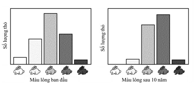 Sơ đồ bên dưới mô tả sự thay đổi màu lông ở thỏ trong 10 năm. Phát biểu nào sau đây (ảnh 1)