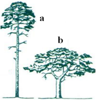 Quan sát hình bên và hãy xác định cây nào (a hoặc b) mọc trong rừng với mật độ cây dày đặc, cây nào mọc nơi trống trải? Cho biết cây a và cây b là cùng một loài.	  	A. Hình a là cây mọc trong rừng có thân cao, thẳng, cành chỉ tập trung ở phần ngọn; Hình b là cây mọc nơi trống trải có thân thấp, nhiều cành và tán cây rộng.  	B. Hình a là cây mọc nơi trống trải có thân thấp, nhiều cành và tán cây rộng; Hình b là cây mọc trong rừng có thân cao, thẳng, cành chỉ tập trung ở phần ngọn.  	C. Hình b là cây mọc nơi trống trải có thân cao, thẳng, cành chỉ tập trung ở phần ngọn; Hình a là cây mọc trong rừng có thân thấp, nhiều cành và tán cây rộng.  	D. Hình b là cây mọc trong rừng có thân thấp, nhiều cành và tán cây rộng; Hình a là cây mọc nơi trống trải có thân cao, thẳng, cành chỉ tập trung ở phần ngọn.  (ảnh 1)