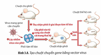 Quan sát Hình 3.8, hãy mô tả quá trình tạo chuột chuyển gene bằng vector virus. Từ đó, hãy cho biết (ảnh 1)