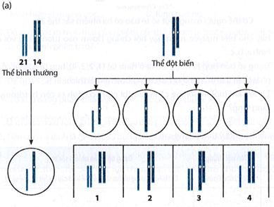 Đọc đoạn thông tin sau và trả lời câu hỏi. a) Hình (a): chuyển đoạn nhiễm sắc thể; Hình (b): trisomy 21; Hình (c): Down ở thể khảm. (ảnh 1)