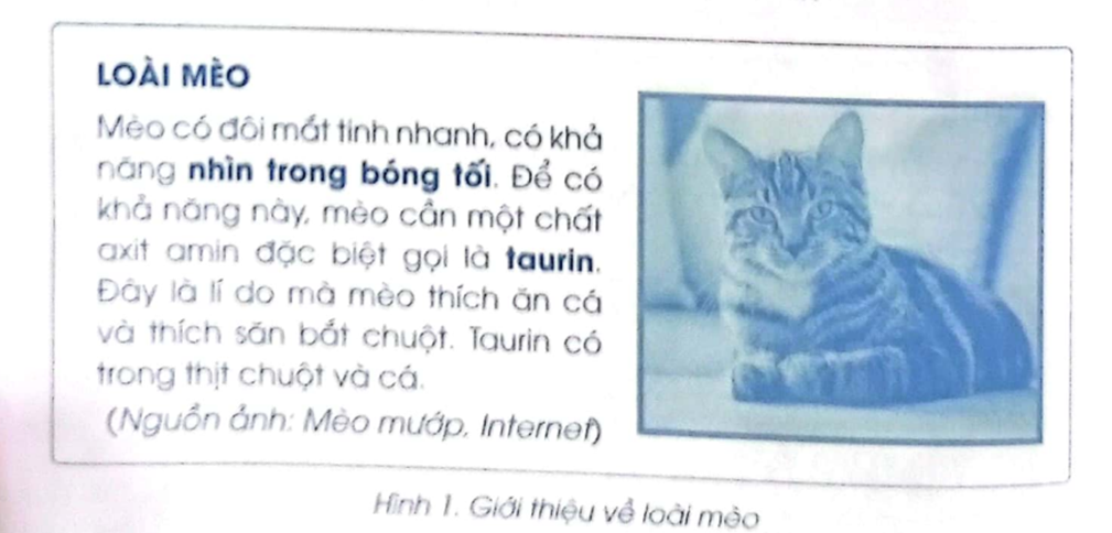 Em hãy tạo tệp văn bản có nội dung như Hình 1, trong đó ảnh được chèn vào văn bản được lấy từ máy tính hoặc Internet. Cần thay đổi kích thước, tạo đường viền và bố trí ảnh một cách hợp lí trong văn bản. Lưu tệp với tên Loài Mèo. Có thể thay đổi nội dung và chọn ảnh khác phù hợp. (ảnh 1)