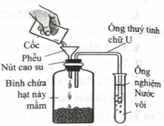 Để tìm hiểu quá trình hô hấp ở thực vật, một nhóm học sinh đã bố trí thí nghiệm như hình bên. Dự đoán nào sau đây đúng về kết quả của thí nghiệm?  (ảnh 1)