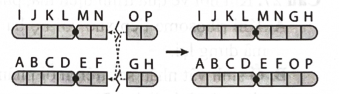 DNA có chức năng là   A. mang, bảo quản và truyền đạt thông tin di truyền. B. truyền thông tin giữa các tế bào. C. trao đổi thông tin giữa thế hệ tế bào.  (ảnh 1)