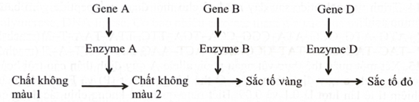 Một loài thực vật, xét ba cặp gene phân li độc lập, các gene quy định các enzyme khác nhau cùng tham gia vào một chuỗi phản ứng hoá sinh để tạo nên sắc  (ảnh 1)