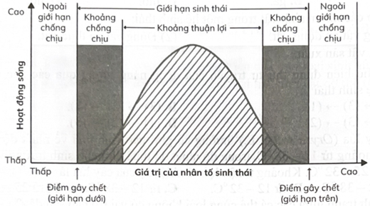 Sơ đồ mô tả giới hạn sinh thái trong hình dưới thể hiện nhận định nào sau đây đúng?   A. Giới hạn sinh thái là khoảng thuận lợi cho sinh vật tồn tại và phát triển. (ảnh 1)