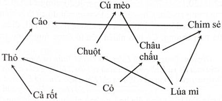 Lưới thức ăn sau đây có bao nhiêu chuỗi thức ăn? (ảnh 1)