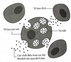 Hình bên mô tả quá trình nào ở tế bào?   	A. quá trình nguyên phân		B. quá trình giảm phân  	C. quá trình truyền thông tin	D. quá trình hô hấp (ảnh 1)