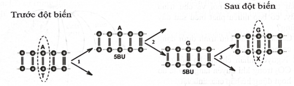 Sơ đồ sau đây mô tả quá trình thay đổi trình tự nucleotide tại 1 điểm trên đoạn của gene. Đây là dạng đột biến   	A. thay thế 1 cặp nucleotide.	B. lặp đoạn NST. 	C. mất đoạn NST.		D. thêm 1 cặp nucleotide. (ảnh 1)