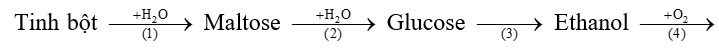 Cho sơ đồ chuyển hoá sau: Tinh bột   Maltose   Glucose   Ethanol   Acetic acid Số phản ứng có thể được xúc tác bởi các enzyme là (ảnh 1)