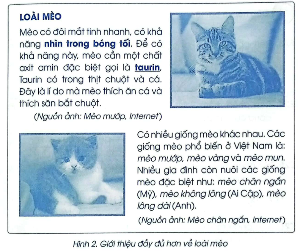 (Thực hành)  Em hãy mở tệp Loài mèo và đổi vị trí hai câu cuối cùng cho nhau. Tiếp theo, bổ sung một đoạn viết ngắn về loài mèo. chèn thêm ảnh minh hoạ để được kết quả như Hình 2 (ảnh 1)