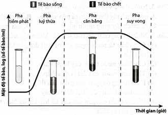 Hình bên thể hiện các pha sinh trưởng của quần thể vi sinh vật. Có bao nhiêu pha mà số lượng vi sinh vật gần như không thay đổi? (ảnh 1)