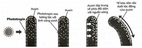 Hình dưới mô tả các giai đoạn trong phản ứng hướng sáng ở chồi đỉnh. Quá trình này gồm bao nhiêu giai đoạn?  (ảnh 1)