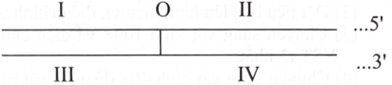 Cho 1 đoạn DNA, ở khoảng giữa đoạn DNA này có 1 đơn vị sao chép như hình vẽ (đã đơn giản hoá) bên dưới. Trong đó, O là điểm khởi đầu sao chép DNA và (ảnh 1)