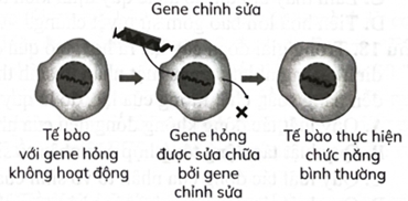 Liệu pháp gene là phương pháp sử dụng gene để điều trị hoặc ngăn ngừa bệnh tật. Hình dưới đây thể hiện nguyên lí nào trong liệu pháp gene?    (ảnh 1)