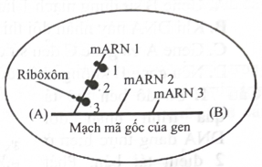 Hình bên là sơ đồ mô tả quá trình phiên mã và dịch mã trong tế bào của một loài sinh vật. Quan sát sơ đồ và xác định nhận định nào dưới đây đúng? (ảnh 1)