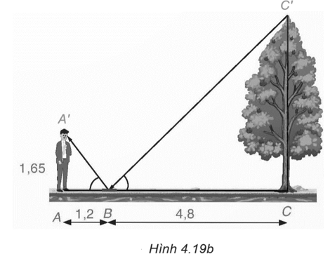 Một người đứng tại điểm A, cách gương phẳng đặt nằm trên mặt đất tại điểm B là 1,2 m, nhìn thấy hình phản chiếu qua gương B của ngọn cây (cây mọc thẳng đứng, có gốc ở tại điểm C cách B là 4,8 m, B nằm giữa A và C). Biết khoảng cách từ mặt đất đến mắt người đó là 1,65 m. Tính chiều cao của cây (H.4.19a).   (ảnh 2)