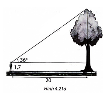 Một người đứng cách gốc cây 20 m nhìn thấy ngọn cây với góc 36° so với phương nằm ngang. Biết mắt người ấy cách mặt đất 1,7 m và cây mọc thẳng đứng (H.4.21a). Tính chiều cao của cây (làm tròn đến chữ số thập phân thứ nhất).   (ảnh 1)