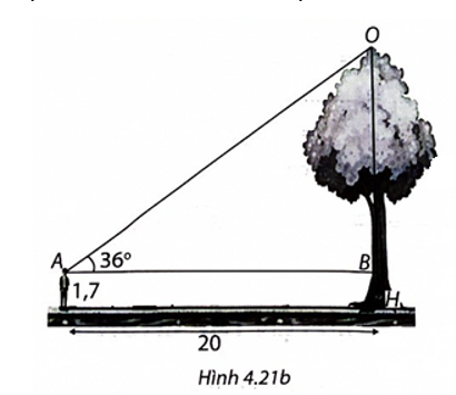 Một người đứng cách gốc cây 20 m nhìn thấy ngọn cây với góc 36° so với phương nằm ngang. Biết mắt người ấy cách mặt đất 1,7 m và cây mọc thẳng đứng (H.4.21a). Tính chiều cao của cây (làm tròn đến chữ số thập phân thứ nhất).   (ảnh 2)