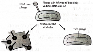 Hình bên thể hiện 2 cơ chế nhân lên các phage (virus lây nhiễm ở vi khuẩn), có bao nhiêu kiểu chu kì nhân lên của phage làm phá huỷ DNA của tế bào chủ? (ảnh 1)