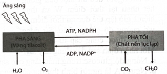 Quan sát sơ đồ mối quan hệ giữa pha sáng và pha tối trong quang hợp và xác định có bao nhiêu sản phẩm của pha sáng đi vào pha tối (ảnh 1)