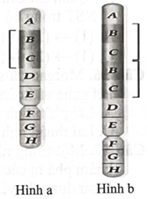 Sự biến đổi từ NST ban đầu (hình a) thành NST sau khi đột biến (hình b). Đây là dạng đột biến nào sau đây? (ảnh 1)