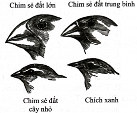 Từ năm 1831 đến năm 1836, Darwin đi vòng quanh thế giới, quan sát động vật trên các lục địa và hải đảo khác nhau. Trên quần đảo Galapagos,  (ảnh 1)