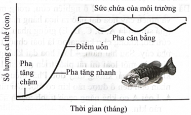 Sự tăng trưởng kích thước của một quần thể cá rô được mô tả bằng đồ thị sau. Nhận xét nào sau đây đúng?  (ảnh 1)