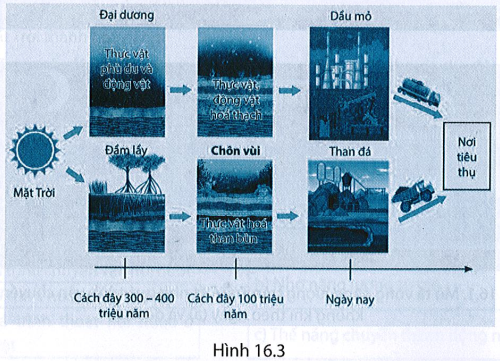 Sự hình thành dầu mỏ và than đá cũng có nguồn gốc từ năng lượng mặt trời như mô tả trong sơ đổ Hình 16.3. (ảnh 1)