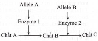 c. Khi có kiểu gene aa thì chất A sẽ không chuyển hoá được thành chất B, không có chất B thì cũng không có chất C nên sẽ biểu hiện triệu chứng của cả hai bệnh.  (ảnh 1)