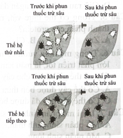 Một quần thể côn trùng được phun bằng một loại thuốc trừ sâu mới. Trong lần phun đầu tiên, đa số các con côn trùng đều chết nhưng vẫn còn một số cá thể sống sót. Ở thế hệ tiếp theo, nhiều cá thể côn trùng không bị ảnh hưởng đến sức sống khi phun thuốc trừ sâu. Nhận định nào sau đây đúng khi giải thích hiện tượng trên?  (ảnh 1)