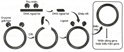 Cho các ứng dụng di truyền sau: phân tích đột biến gene ti thể; áp dụng quy trình kĩ thuật, chăm sóc ở cây trồng; điều chỉnh lượng sản phẩm trong sản xuất protein tái tổ hợp, thiết kế vector chuyển gene mã hoá protein điều hoà. Có bao nhiêu ứng dụng dựa trên nền cơ chế điều hoà biểu hiện gene? (ảnh 1)